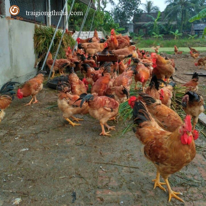 Gà lai lai 3/4 trống